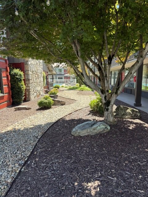 a tree in a gravel area
