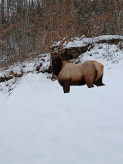 a elk standing in the snow