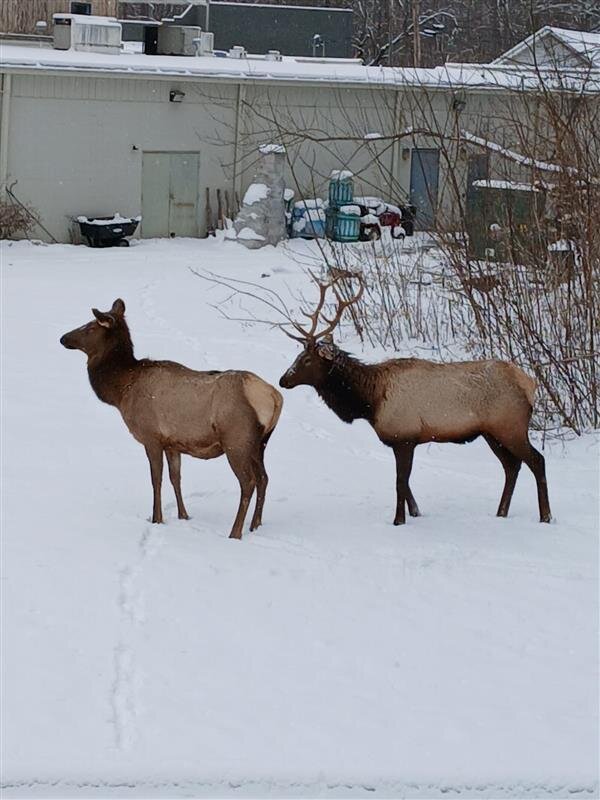 two animals standing in the snow